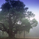 Major Oak, Sherwood Forest