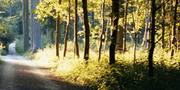 Clumber Park Hotels beautiful setting
